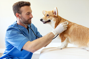 Professional male veterinarian listening to heartbeat of cute Pembroke Welsh Corgi dog during...
