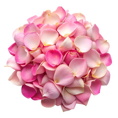 Fototapeta premium pink rose petals isolated