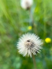 Fluffy Blowball Inflorescence. Closeup of Dandelion Seeds in Warm Summer Sunlight.