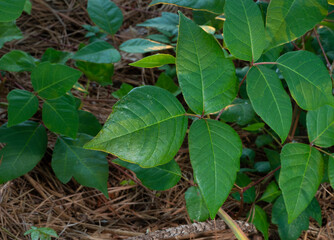 Big group of poison ivy plants