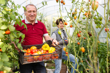 Elderly couple harvests ripe tomatoes and bell peppers in greenhouse