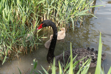 Black swan swimming with her baby in the water