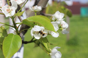Beautiful Honeybee Sitting on Blooming Pear Tree Branch. Wildlife, Blossom Flowers, Botanical Art Background.