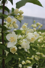 Obraz premium Composition of Summer White Jasmine and Botanical Beauty. Wildflowers Bouquet.