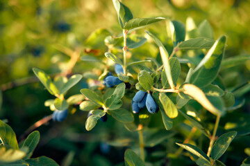 Ripe blue honeysuckle berries on a bush in a sunny garden, forming a colorful and vivid scene