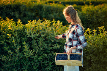 A woman picking ripe blue honeysuckle berries in a sunlit field, surrounded by nature and greenery