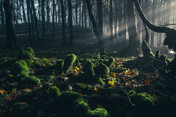 Foreste Casentinesi National Park, Badia Prataglia, Tuscany, Italy, Europe. Backlight in the woods...