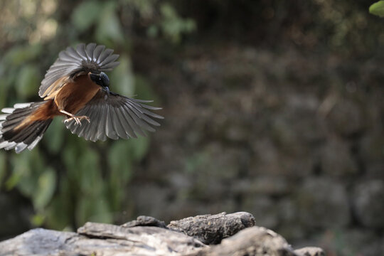 A Rufous Sibia about to land on a piece of wood