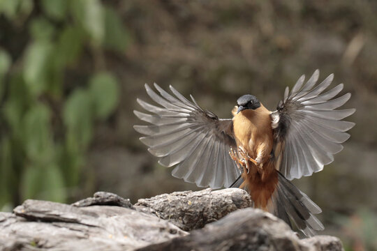 A Rufous Sibia about to land on a piece of wood
