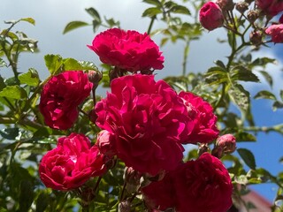Botanical Pink Rose Bush Under the Blue Sky. Fresh Blooms with Selective Focus.