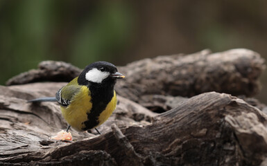 A Green Backed Tit (Parus monticolus) which is a small songbird native to the mountainous regions of Southern and Southeastern Asia © Rohan