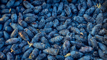 Blue Honeysuckle Berries A Delicious and Nutritious Fruit With Vibrant Color and Juicy Flavor
