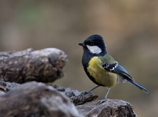 A Green Backed Tit (Parus monticolus) which is a small songbird native to the mountainous regions of Southern and Southeastern Asia © Rohan