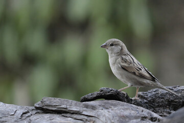 A House Sparrow sitting on a wooden branch