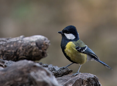 A Green Backed Tit (Parus monticolus) which is a small songbird native to the mountainous regions of Southern and Southeastern Asia