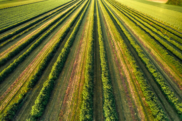 The morning light beautifully illuminates the vast green fields seen from an aerial perspective