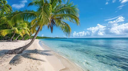 Tropical palm trees on sandy shoreline