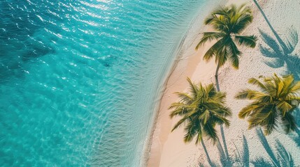 Tropical palm trees on sandy shoreline