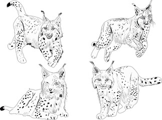 four lynx outlines set isolated on white background © Alexander Potapov