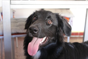 border collie