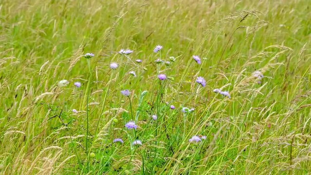 field pink violet field scabious (Knautia arvensis) swaying in a gentle breeze, Wiltshire UK
