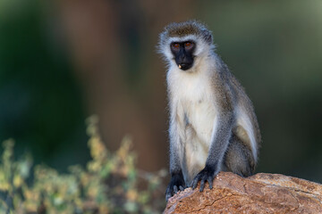 Samburu national park, vervet monkey sitting in jungle