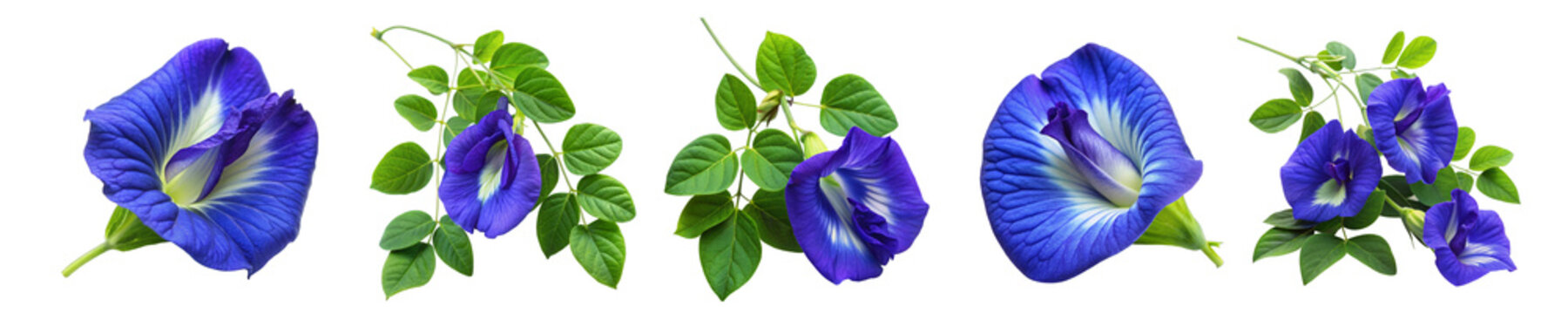 Butterfly pea blue flowers or Clitoria ternatea set isolated on transparent white background, png. Blue flowers of butterfly pea plant with bud and leaves. Anchan flower
