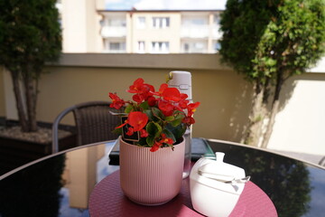 stolik kawowy