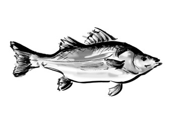 魚の鱸の手書き和風筆イラスト素材　右向き