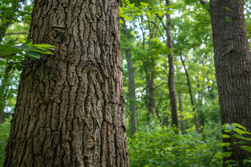 Obraz premium a tree trunk in a forest with a tree in the background.