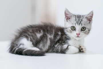 Cute looking cat sits on a white table, Cute young silver tabby Scottish Fold cat