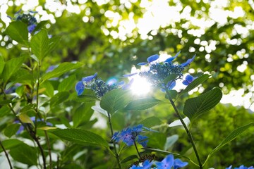 紫陽花