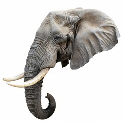 Obraz premium Portrait of a majestic elephant isolated on a white background