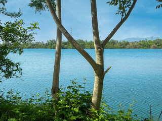 alberi sulla riva del lago