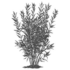 Obraz premium Ornate detailed line drawing of a shrub with long thin leaves