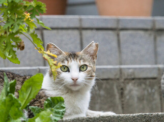 スタイルのいい見つめる猫