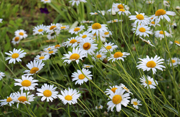 Fototapeta premium Many daisies chamomiles in the grass on a cloudy day - horizontal photo, close-up