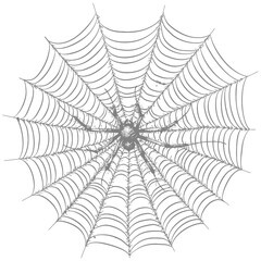 Detailed sketch of a spider sitting in the center of its web