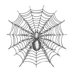 Fototapeta premium Detailed sketch of a large spider sitting on its web