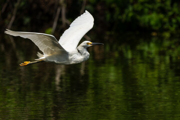 Snowy egret flying over a pond