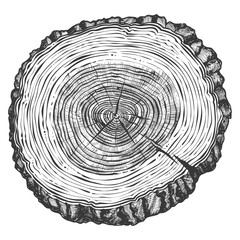 Fototapeta premium Detailed Cross Section of a Tree Trunk with Visible Growth Rings