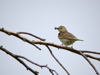 A tree pipit sitting on a tree branch and holding a caught flying insect in its beak


