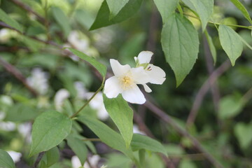 White Blossom in the Spring