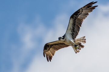 Osprey flying near nest