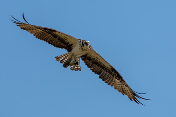Osprey flying near nest
