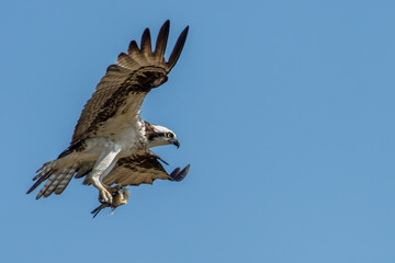 Osprey flying near the nest