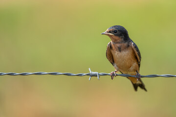 Barn swallow perched on barbed-wire fence