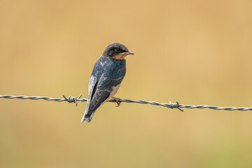 Barn swallow perched on barbed-wire fence