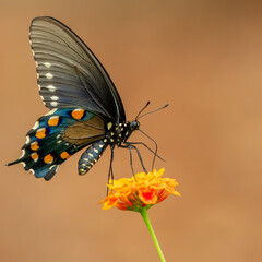 Pipevine Swallowtail butterfly
