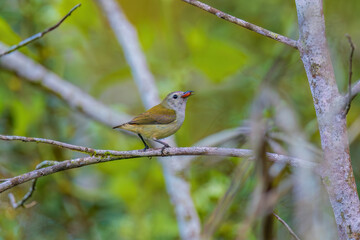 Andaman flowerpecker (Dicaeum virescens) at Andaman, India